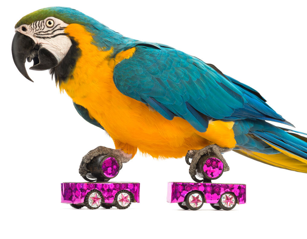 parrot-bg