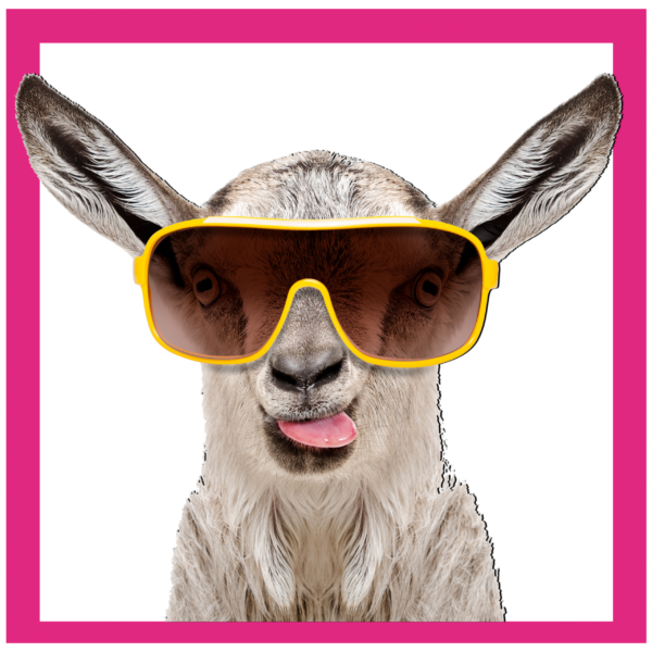 Goat with sunglasses on in frame