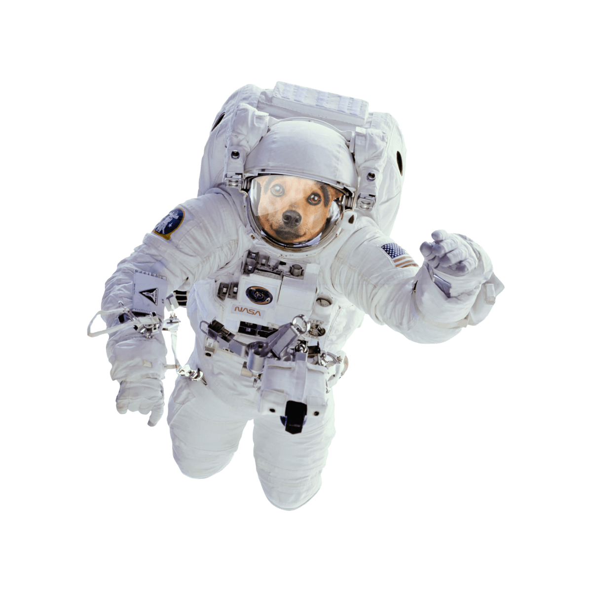 Space dog