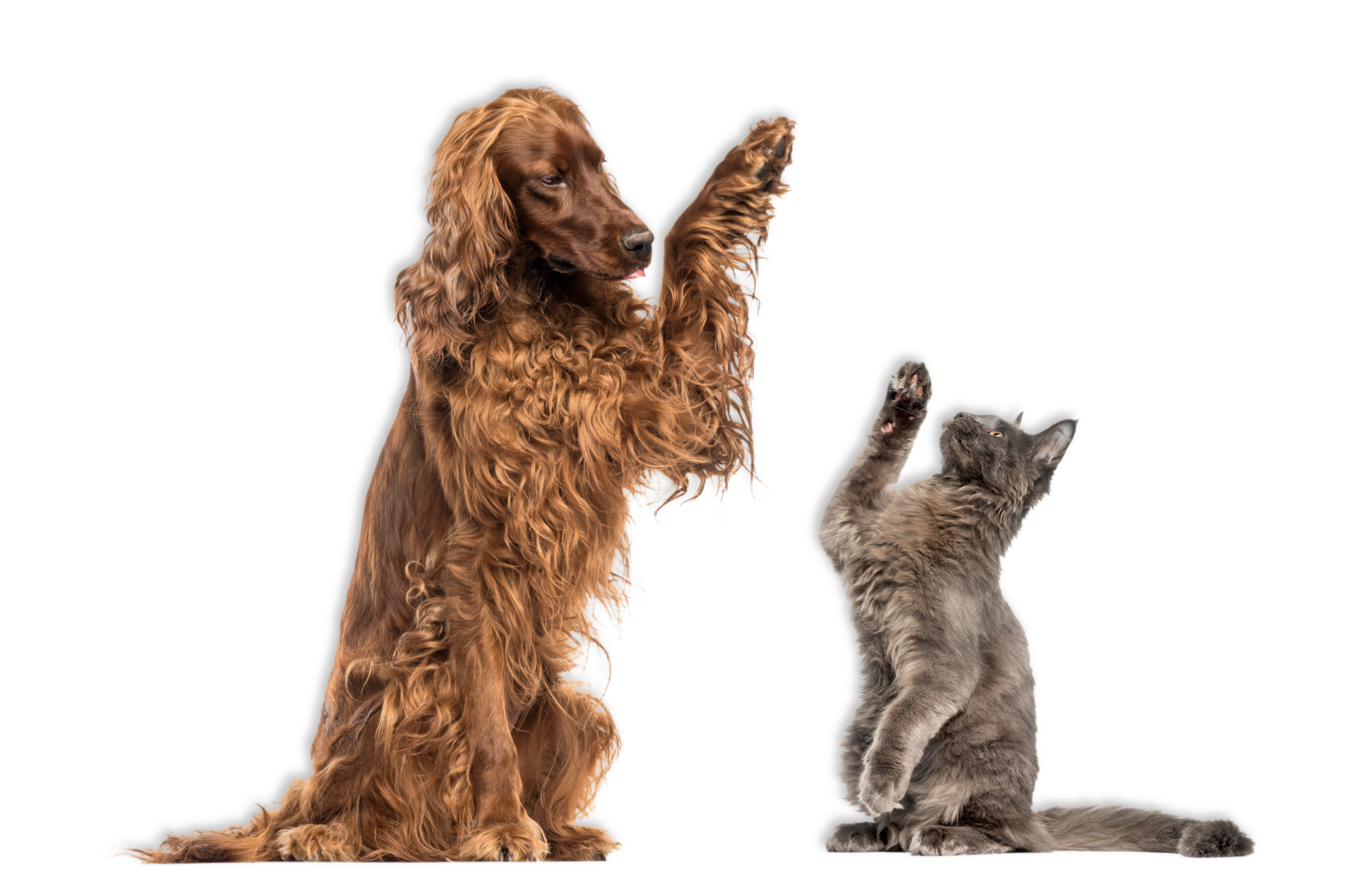 dog and cat png high fiving
