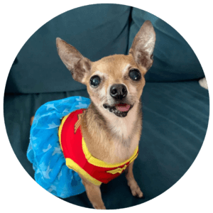 chihuahua in wonder woman dress