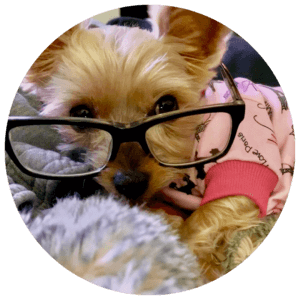 yorker wearing glasses